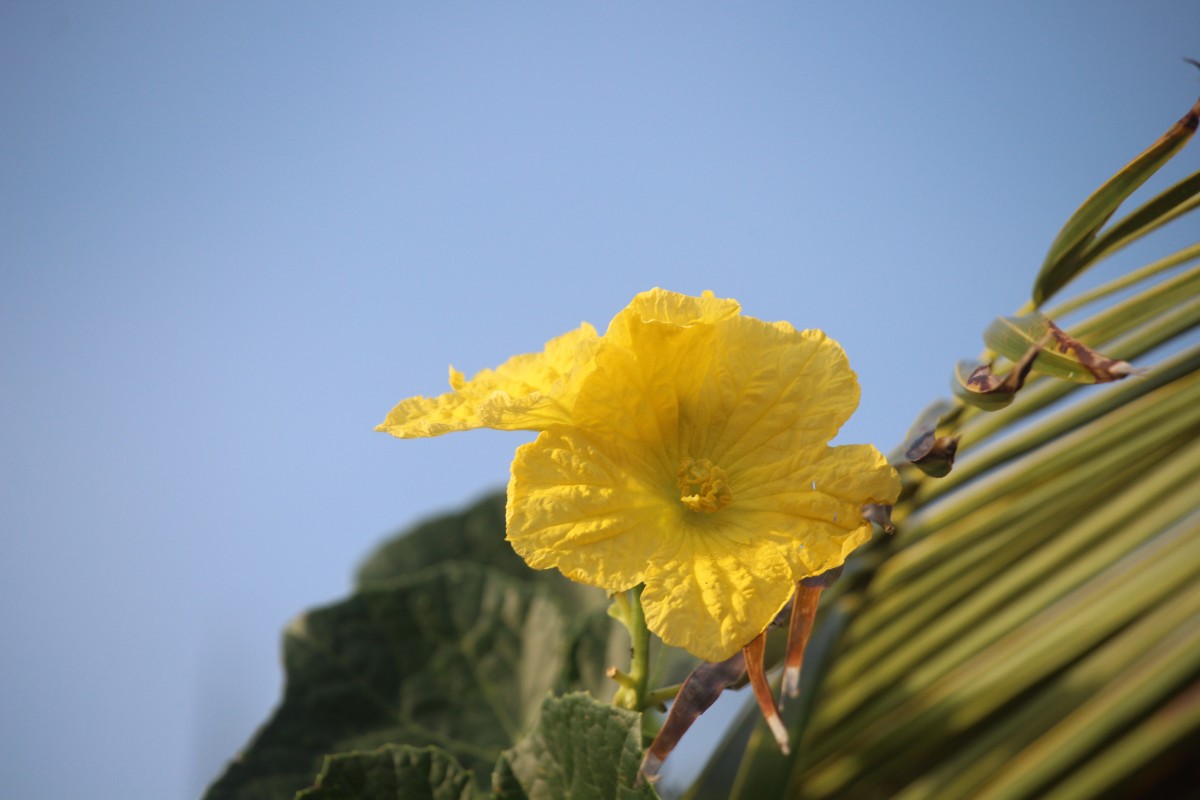 Luffa aegyptiaca Mill.